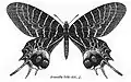Desenho em branco e preto do macho de B. lidderdalii, por C. T. Bingham, retirado do livro Fauna of British India - Butterflies (Vol. 2) (1907).