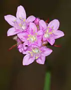 Inflorescência e flor.