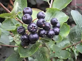 Aronia