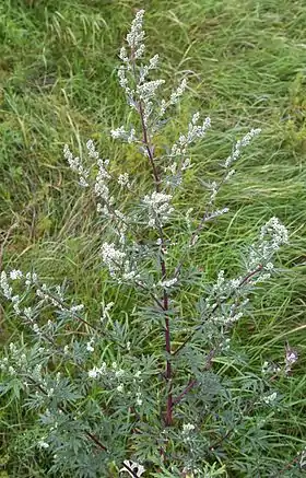 Artemisia vulgaris