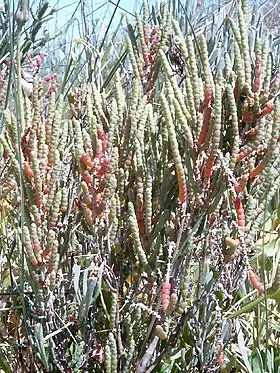 Salicornia perennis