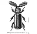 Ilustração de Arthropterus cerapteroides.
