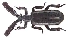 Fotografia de Paussinae australiano do gênero Arthropterus. Muitas espécies, como esta, apresentam o tegumento piloso.