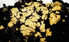 Arthrorhaphis alpina