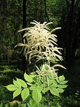 Aruncus dioicus