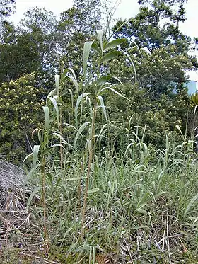 Arundo donax