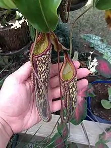 Ascideos intermediários da Nephenthes maxima