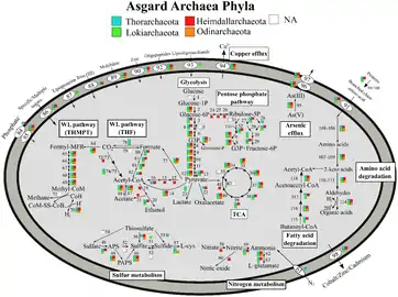 Vias metabólicas de Asgard archaea, variação por filo.
