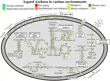 Vias metabólicas de Asgard archaea, variação por ambiente.