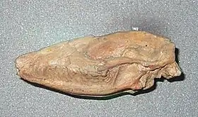 Asioryctes nemegtensis