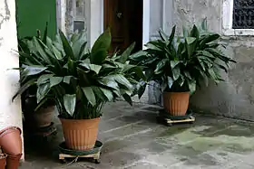 Aspidistra elatior.