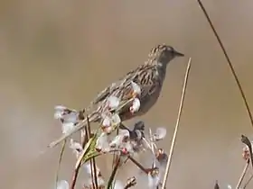 João-platino em Parque Nacional da Lagoa do Peixe, Tavares, Estado de Rio Grande do Sul, Brasil