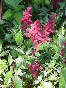 Astilbe x arendsii