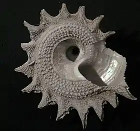 A. heliotropium em vista inferior.