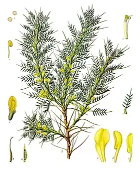 Astracantha adscendens