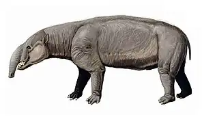 Astrapotherium magnum um meridiungulado Comprimento: 2,5 m