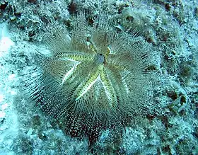 Forma branca (Hawaii).