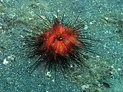 Juvenil (Indonésia).