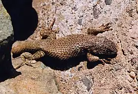 Lagarto no Atacama