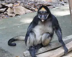 Ateles belzebuth no Equador