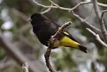 Carduelis atrataPintassilgo-negro