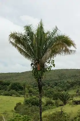 Attalea brasiliensis em Edilândia, em Goiás, no Brasil
