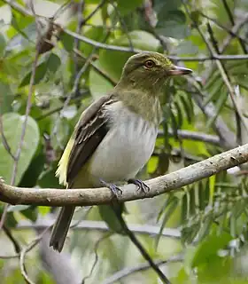 Espécime avistado na Reserva Natural Vale de Linhares, no Espírito Santo, Brasil
