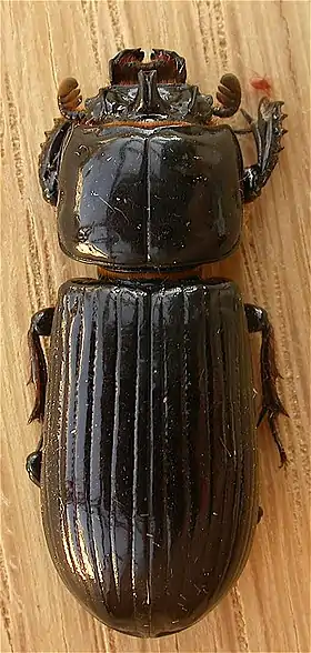 Fotografia de um Passalidae da espécie Aulacocyclus edentulus, da Austrália.