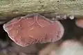 Auricularia auricula-judae, "orelha de judas" mostrando nervuras que eventualmente aparem