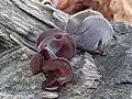Auricularia auricula-judae, "orelha de judas" formas diversas