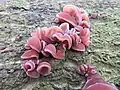 Auricularia auricula-judae, "orelha de judas"