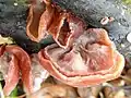 Auricularia auricula-judae, "orelha de judas" formas diversas