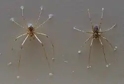 Stiphidion facetum (macho e fêmea)