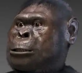 Australopithecus afarensis