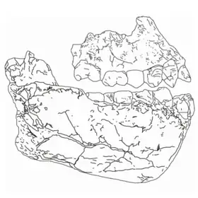 Fossil, jaws and teeth of Australopithecus Deyiremeda.