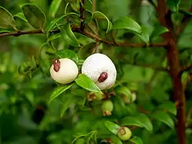 Austromyrtus dulcis