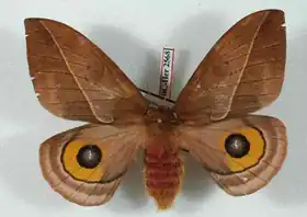 A. ahuitzotli por Daniel Herbin