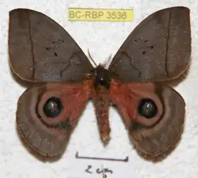 A. altapazia por Ron Brechlin