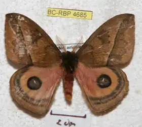 A. alticola por Ron Brechlin