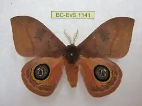 A. andicola por Daniel Herbin