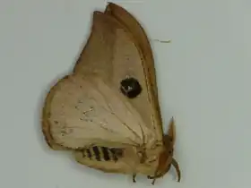 Face inferior da A. annulata por Carlos Mielke.