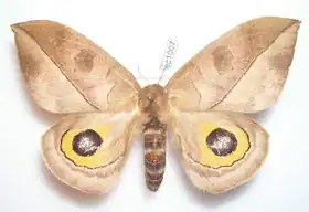 A. atrolimbata, por Thibaud Decaens