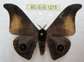 A. balachowskyi por Eric Van Schayck