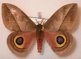 A. basalis por Daniel Herbin