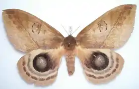 A. beckeri por Thibaud Decaens