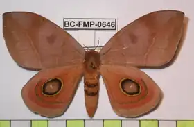 A. b. bilinea por Frank Meister