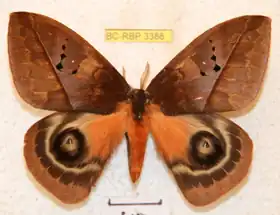 A. boops por Ron Brechlin