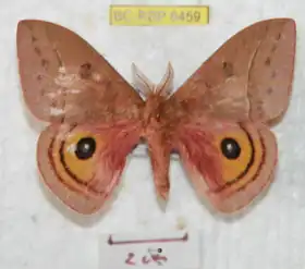 A. boudinotiana por Ron Brechlin