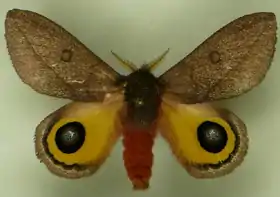 A. castrensis por Carlos Mielke