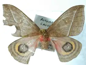 A. caucensis por Daniel Herbin